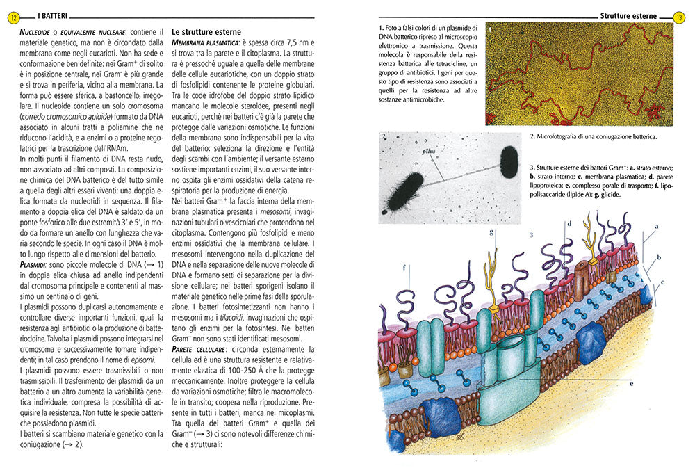 Microbiologia