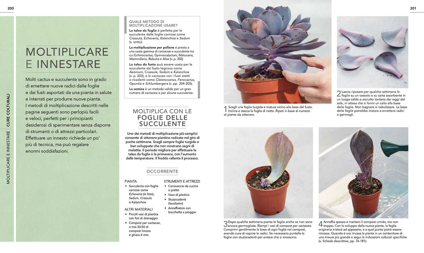 Cactus e succulente