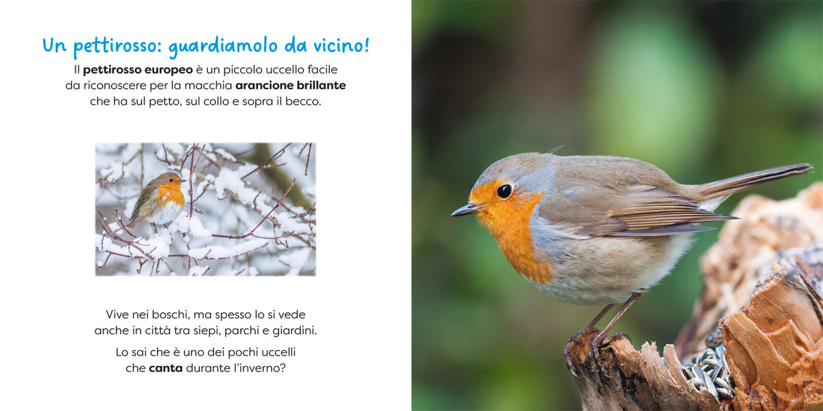 Pettirosso